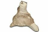 Fossil Plesiosaur Cervical Vertebra - Asfla, Morocco #328643-3
